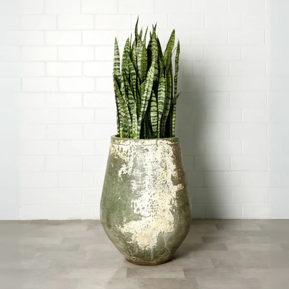 Large speckled ceramic planter pot with upright leafy plant against white wall