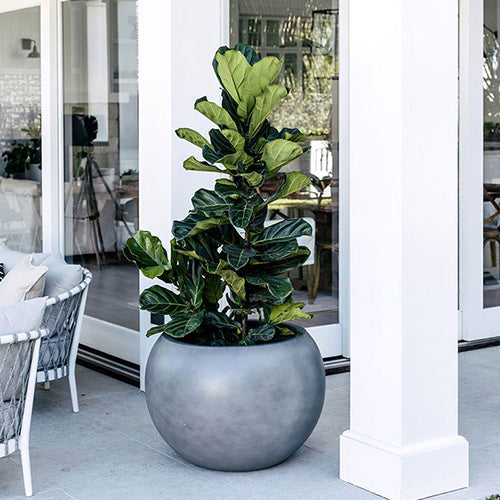 Muffin Top planter with large round gray pot and glossy green foliage