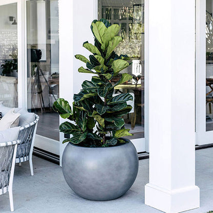 Muffin Top planter with large round gray pot and glossy green foliage