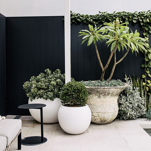Muffin Top planter with large round white pot and dense green plants