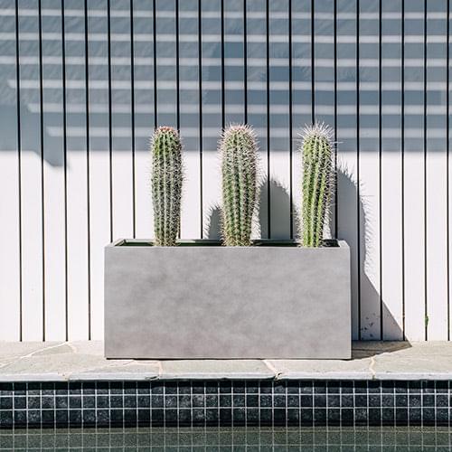 Rectangular outdoor planter box in light gray, with tall cactus-style plants inside.