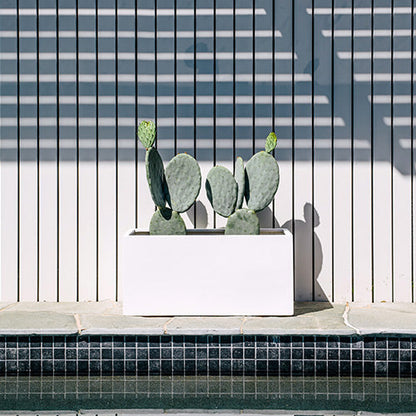 Rectangular outdoor planter in white with mixed green succulents and small cactus plants.