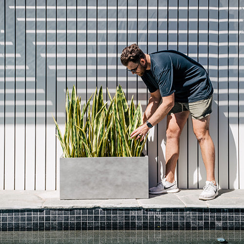 Rectangular outdoor planter in light gray with tall green grass plants, outdoors.