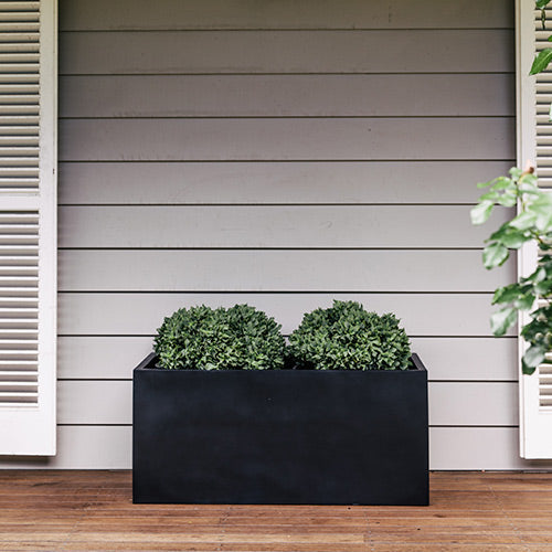 Rectangular indoor planter in dark navy with dense green shrub-like plant inside.