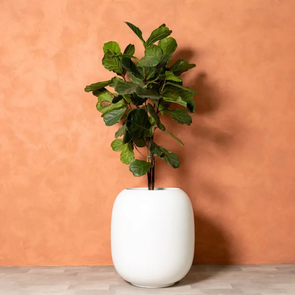 Matte white ceramic vase with open top and rounded body, holding leafy stems