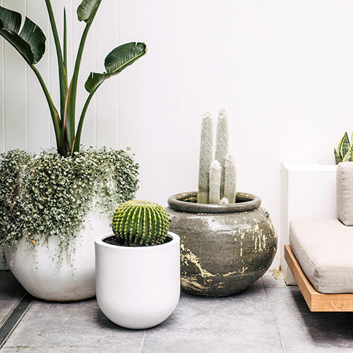Phooket set of planter pots: large speckled cactus pot plus white and dark green planters