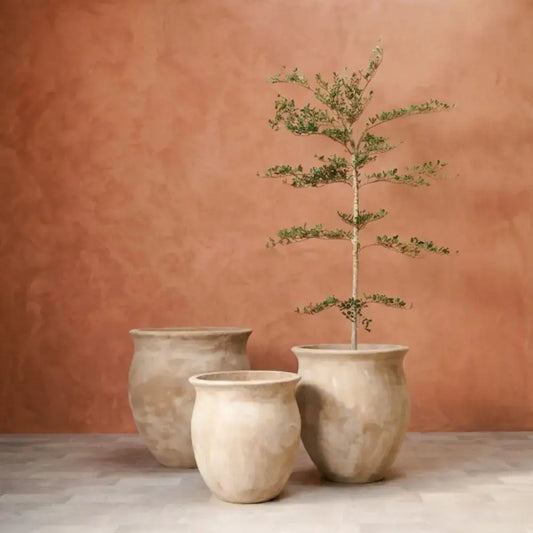 Three beige planters with flared openings, holding a small tree sapling.