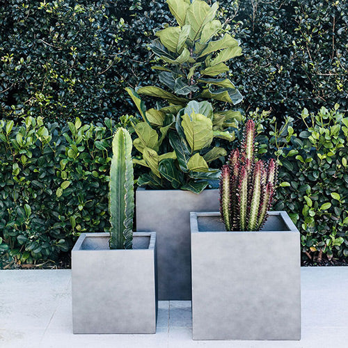 Rubix concrete grey square planters with leafy plants and tall cactus
