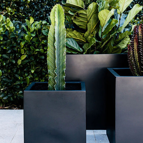 Rubix charcoal square planter with tall cactus and broad leaves