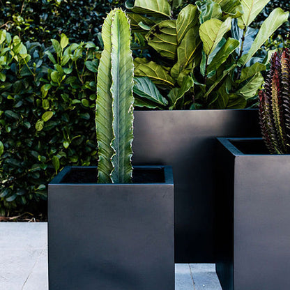 Rubix charcoal square planter with tall cactus and broad leaves