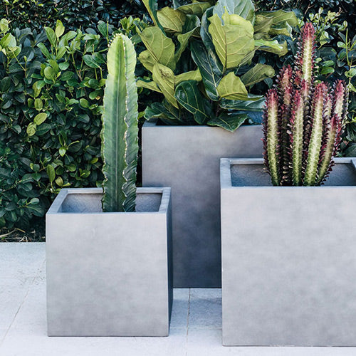 Rubix concrete grey square planters set with assorted cactus and leafy plants
