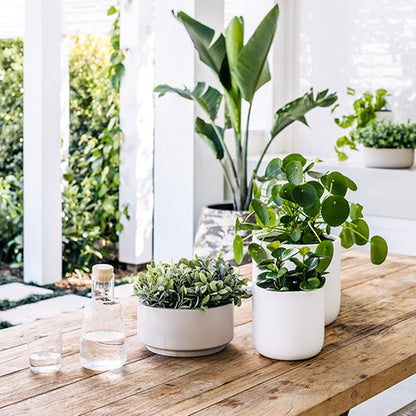 White round planter with small green plants on a wooden table