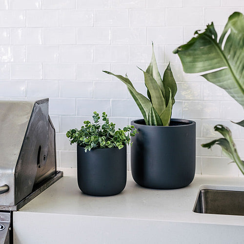 Dark gray round planters holding tall and bushy green plants on a windowsill