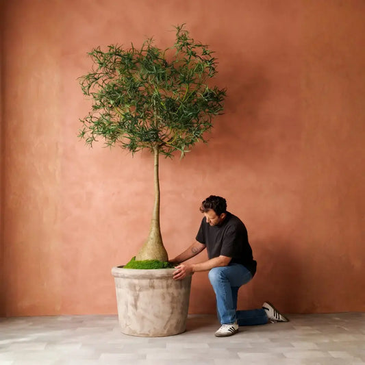 Concrete planter pot with green-leafed tree, squat conical shape.