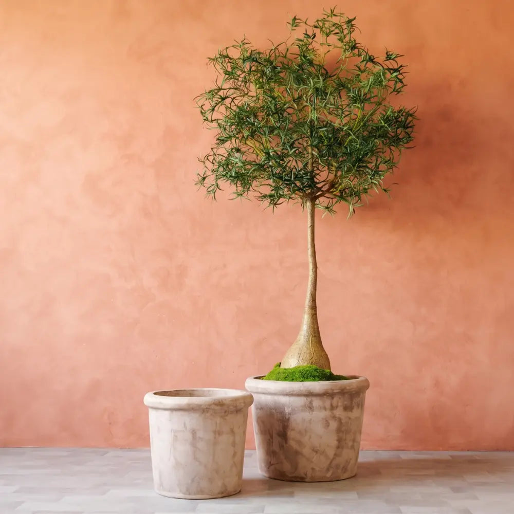 Concrete planter pot set with a tall tree; two squat conical pots.