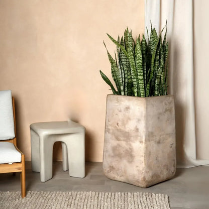 Beige concrete squircle planter pot with tall leafy plant, open top