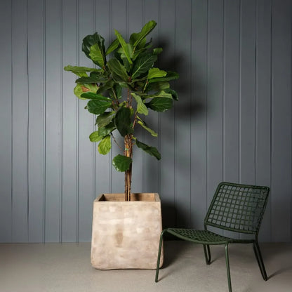 Beige concrete squircle planter pot with broad leafy plant