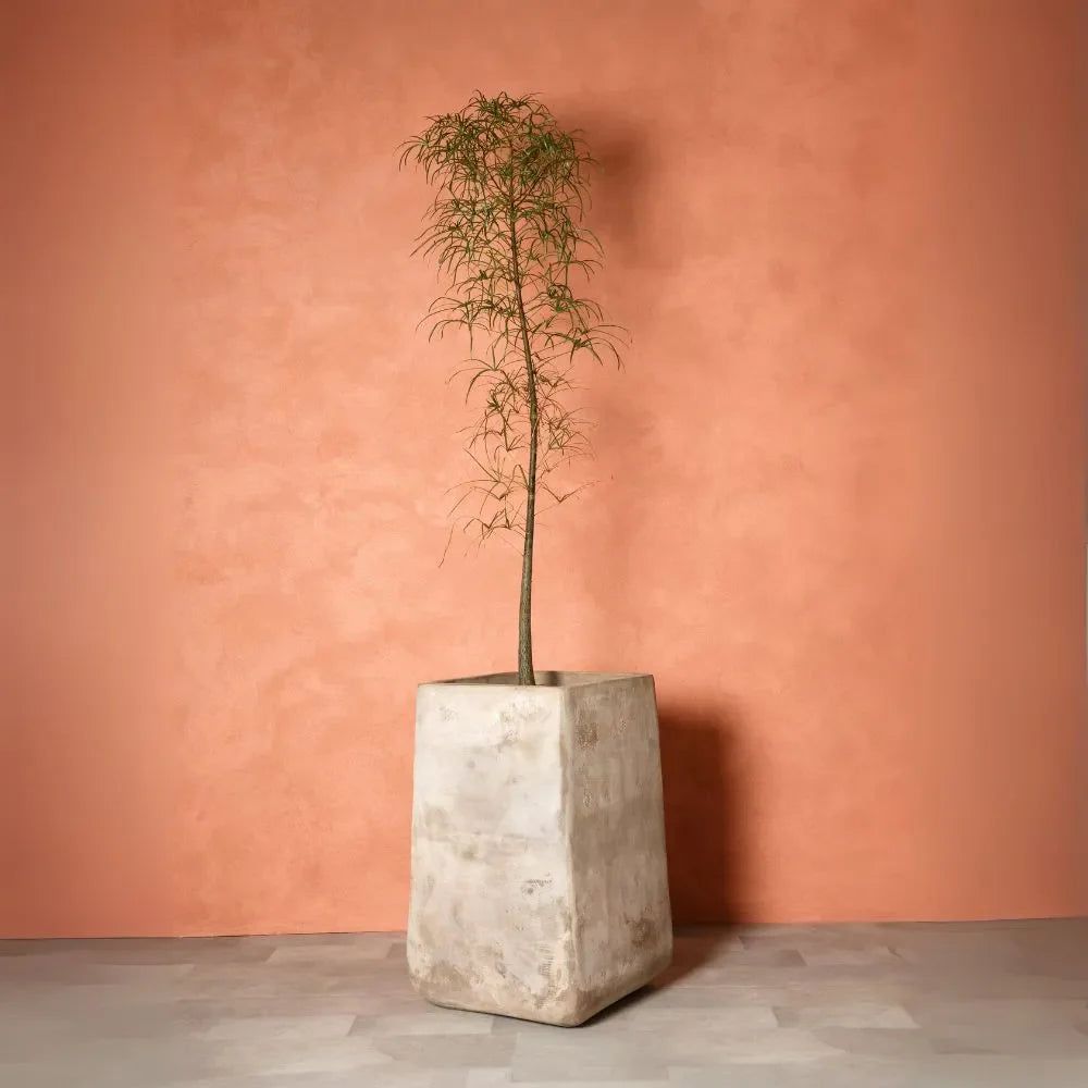 Beige concrete squircle planter pot with slender tree-style plant