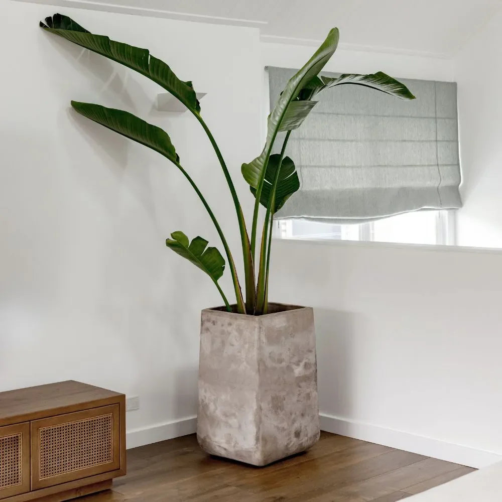 Beige concrete squircle planter pot with tropical green plant