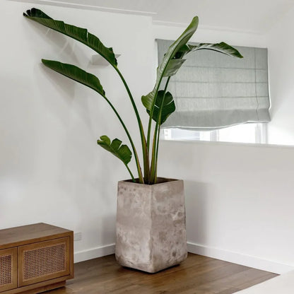 Beige concrete squircle planter pot with tropical green plant