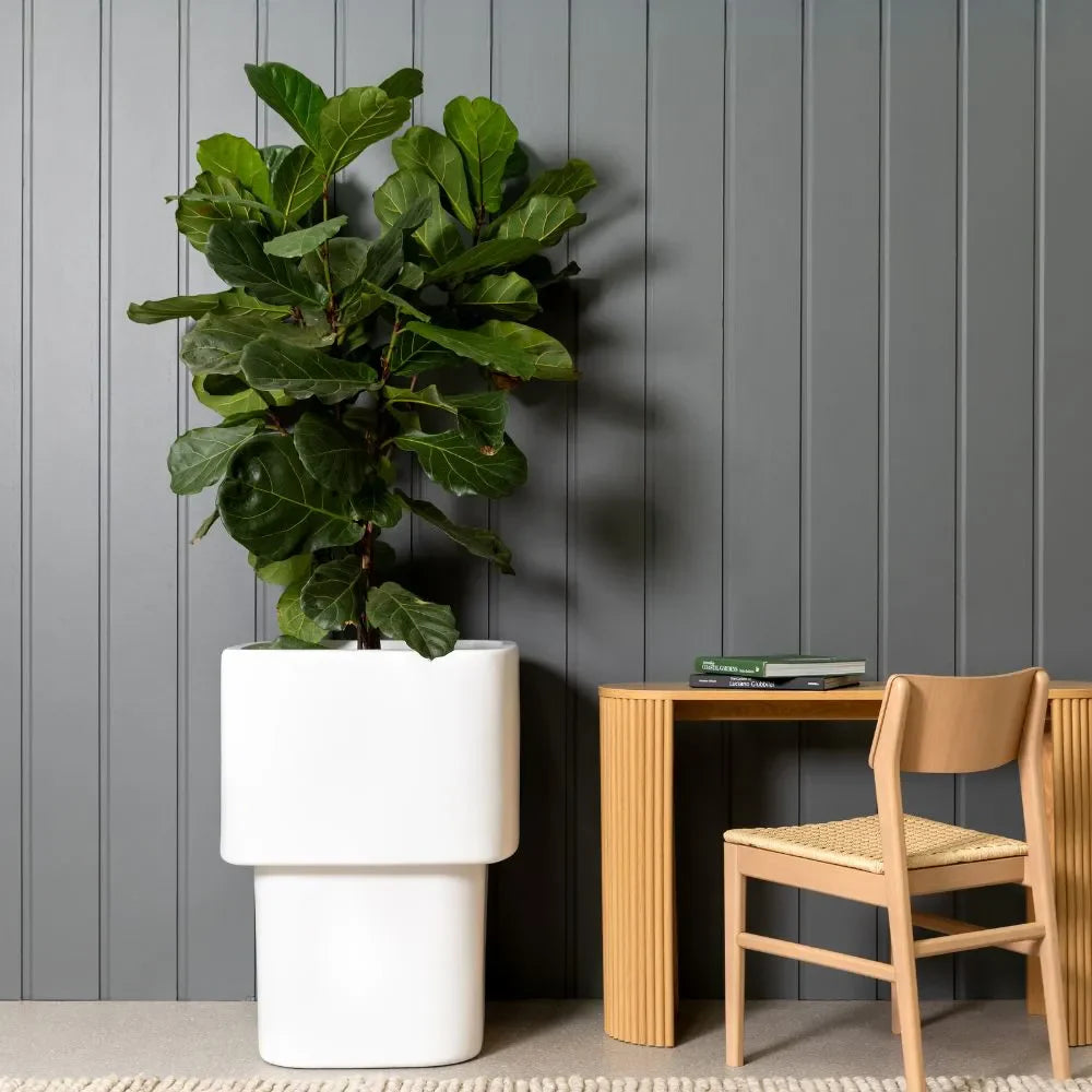 White stacked cube planter set with leafy plant in two sizes