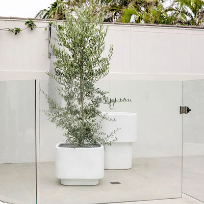 White cube planter with tall greenery, with another white planter behind