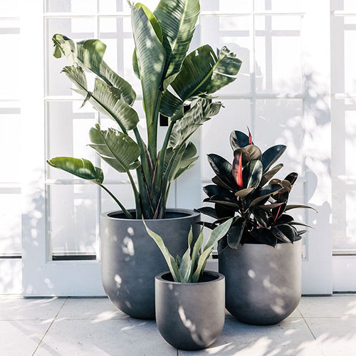 Dark gray planter set with tall leafy plants and a second smaller potted plant.