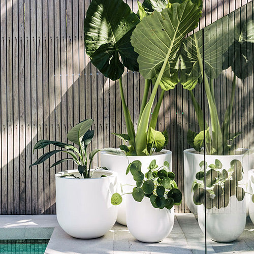 White planter set with three round pots holding leafy tropical plants outdoors.