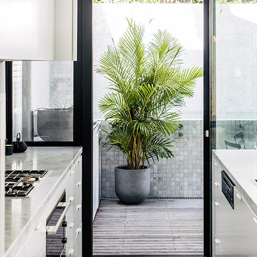 Large dark planter pot for a palm tree, with a wide rim and rounded base