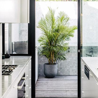 Large dark planter pot for a palm tree, with a wide rim and rounded base