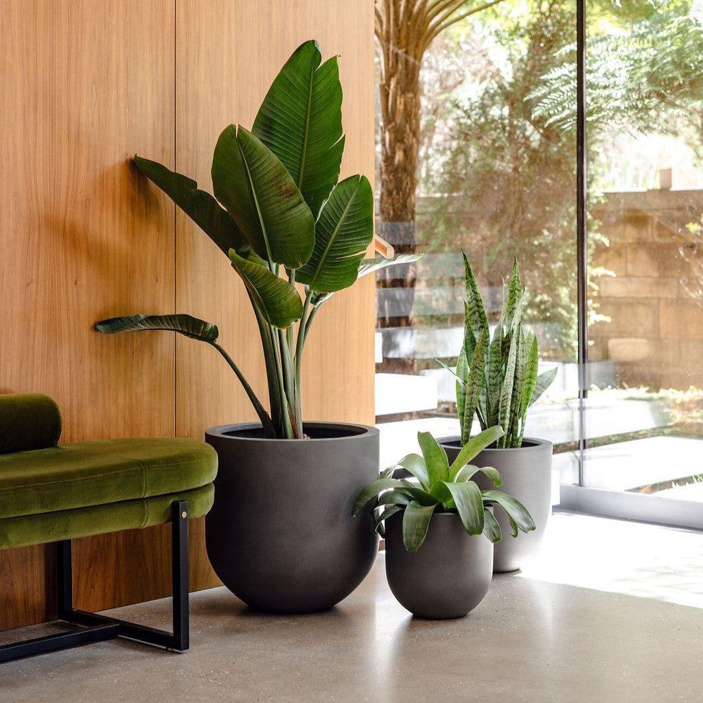 Charcoal round planters with tall leafy plants and a smaller pot beside them.