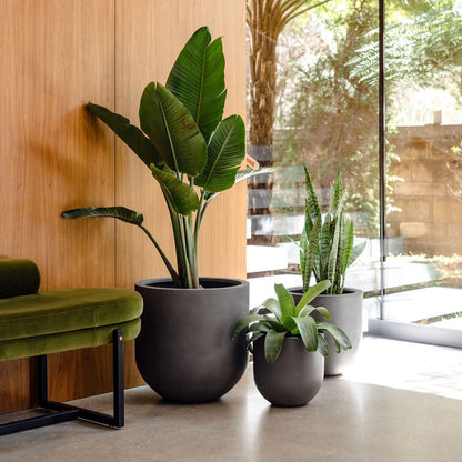 Charcoal round planters with tall leafy plants and a smaller pot beside them.