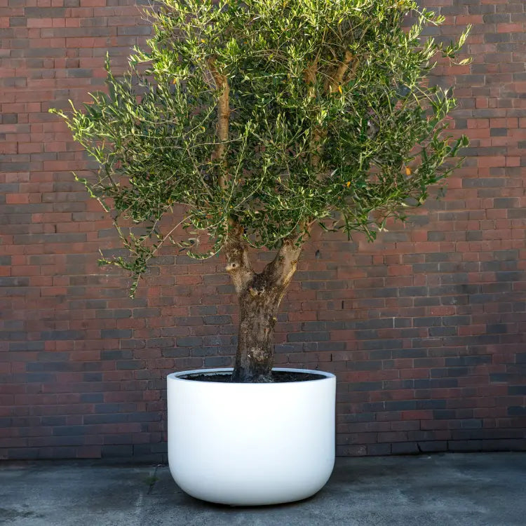 White planter pot with a leafy tree and wide rim