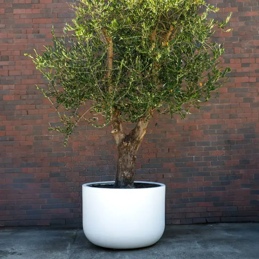 White planter pot with a leafy tree and wide rim