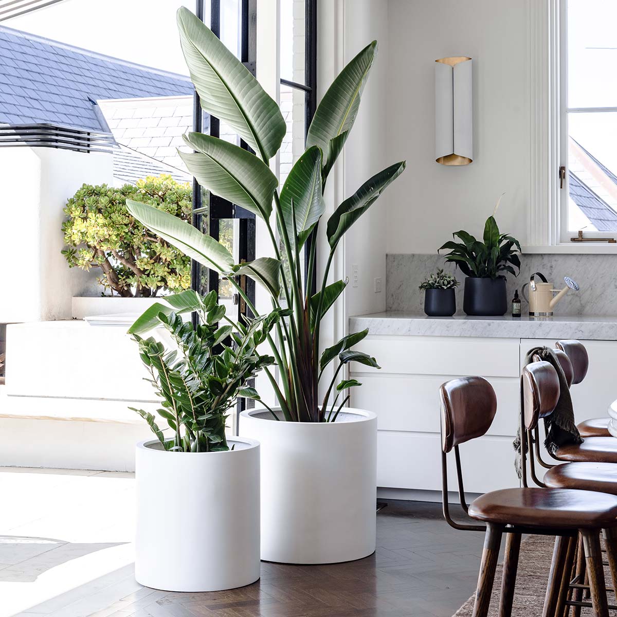 White cylindrical planter pots with large and small leafy plants