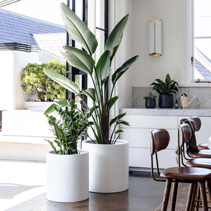White cylindrical planter pots with large and small leafy plants