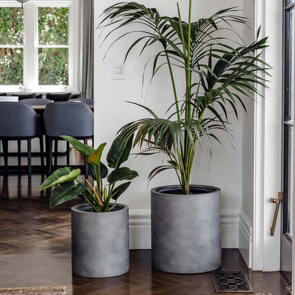 Concrete grey cylindrical planter pots with multiple indoor plants