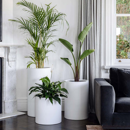 Set of three white cylindrical plant pots with green indoor plants, varying heights.