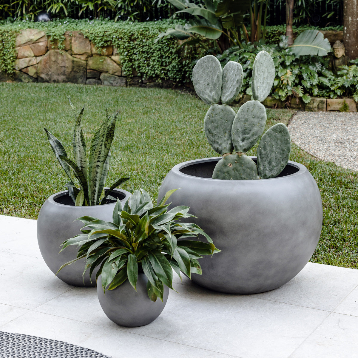 Muffin Top planter with large round gray pot and cacti in a yard