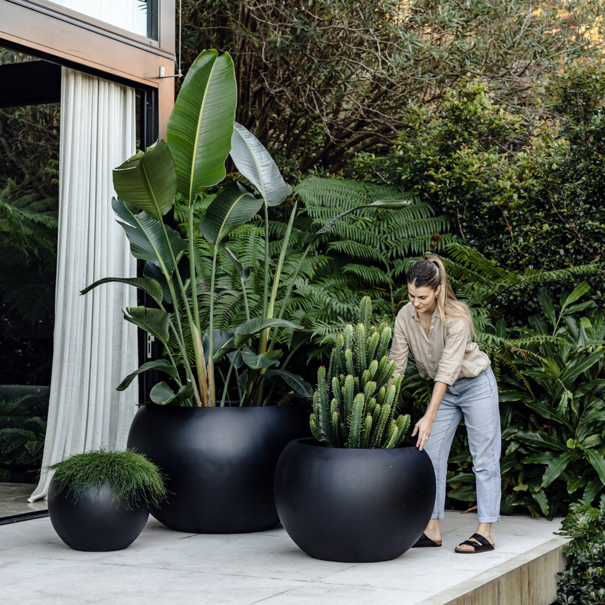 Muffin Top planter with large round black pot and tall tropical leaves