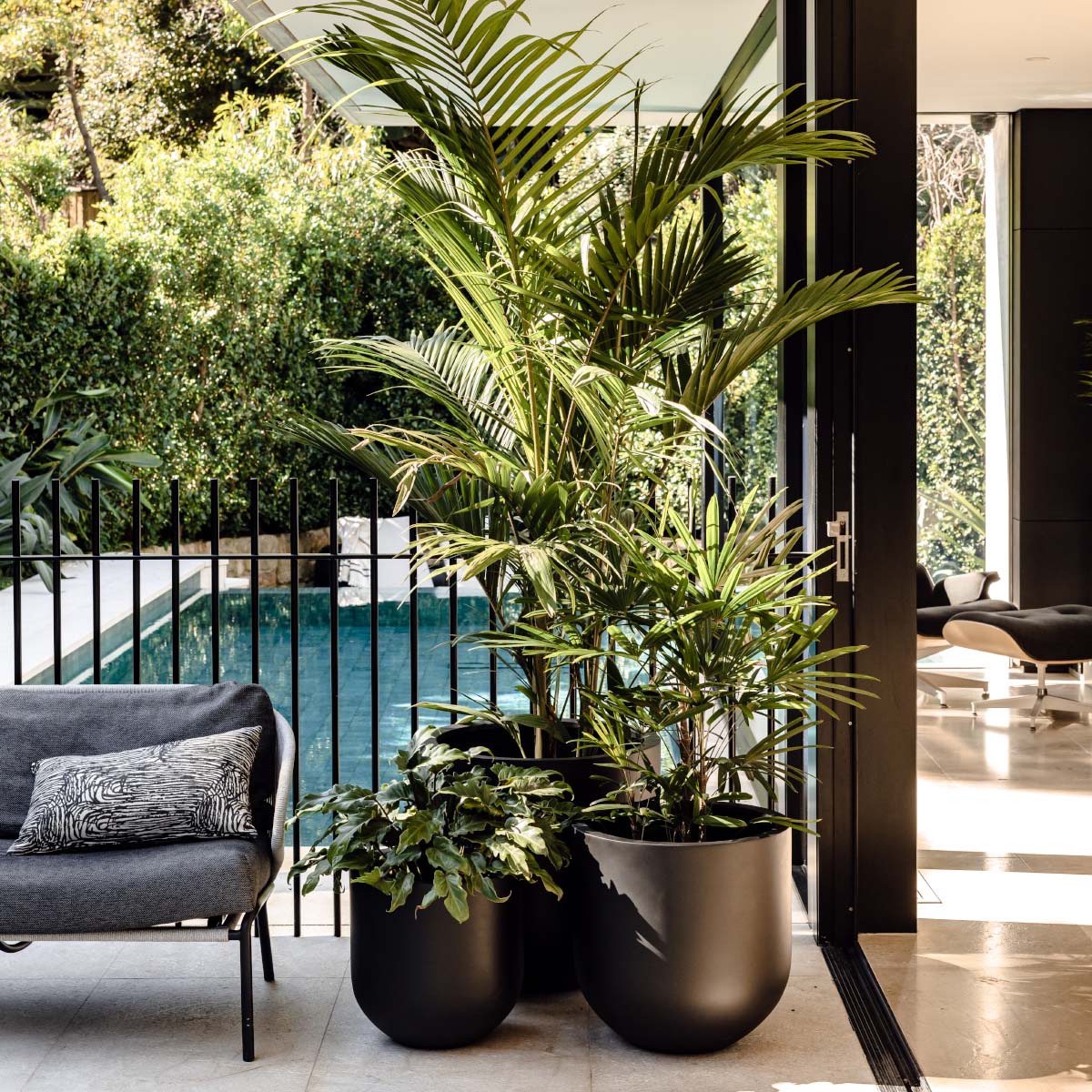 Two black round planters with tropical plants near a patio and swimming pool.