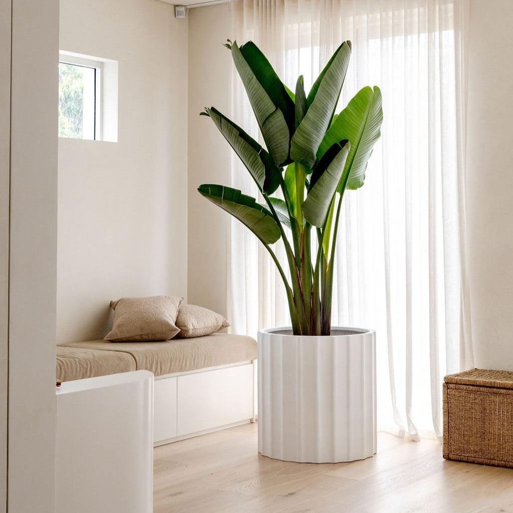 Ripple ribbed planter set: white cylindrical pots with vertical ridges