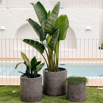 Concrete grey cylindrical planter pots with three indoor plants