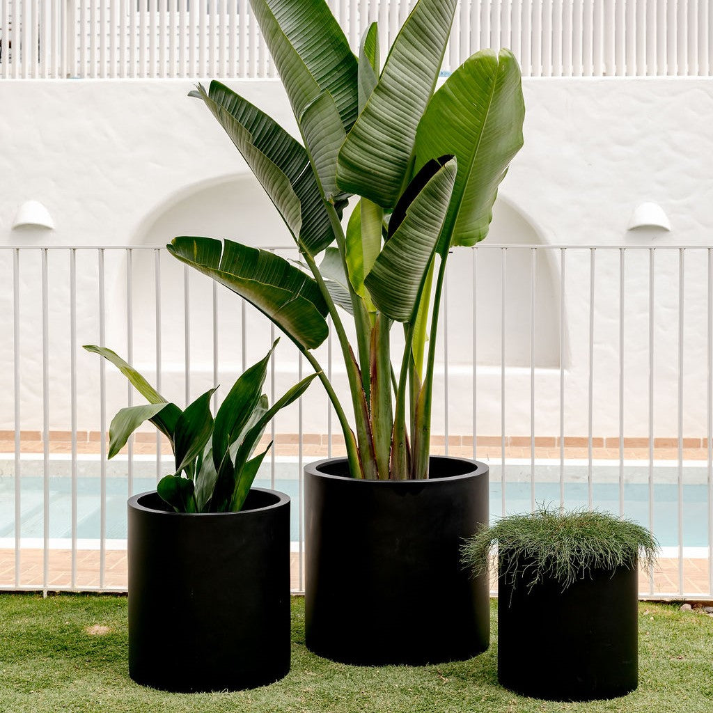 Charcoal black cylindrical planter pots with three leafy plants
