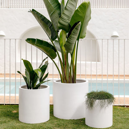 White cylindrical planter pots holding leafy plants and a tufted grass pot