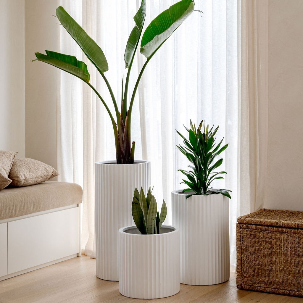 White ribbed planters, three cylindrical pots with vertical ridges for indoor plants