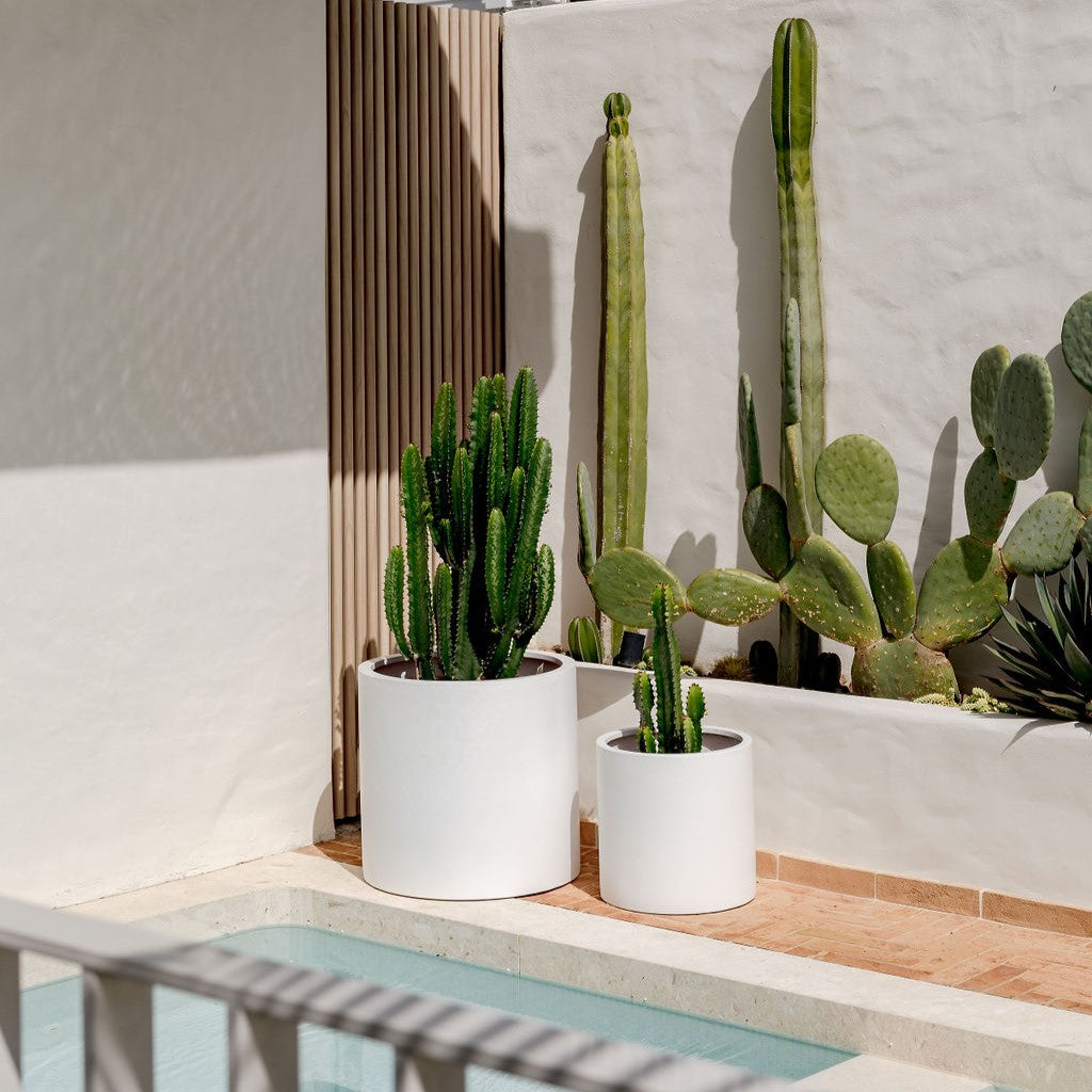 White cylindrical planter pots with cacti and succulents