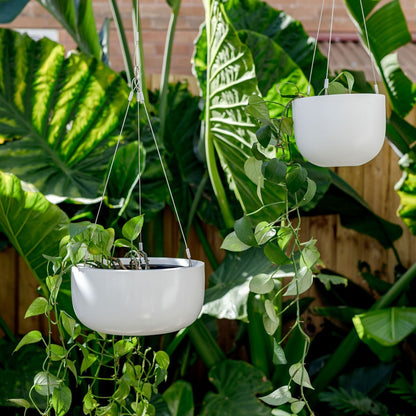 Pair of hanging planter pots with white finish and trailing green vines