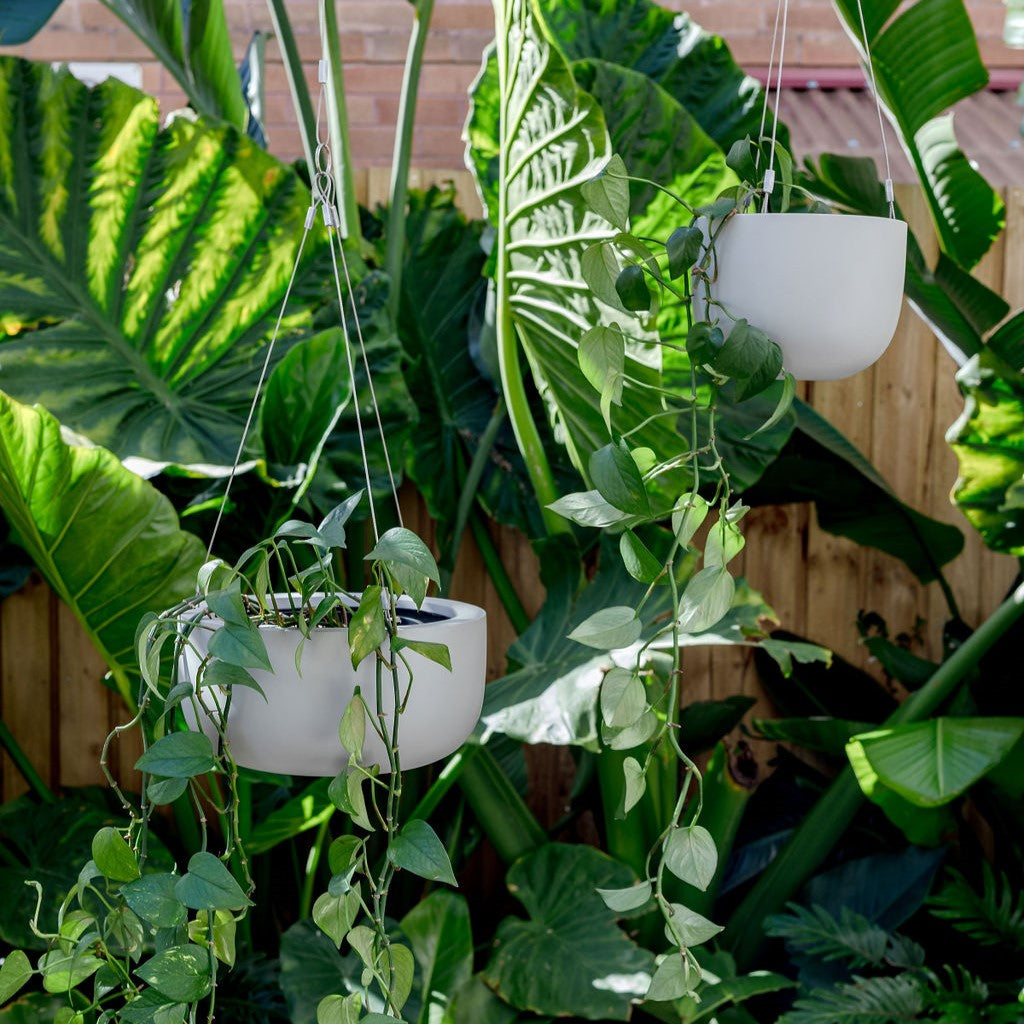 Two hanging planter pots with white finish and long trailing green stems