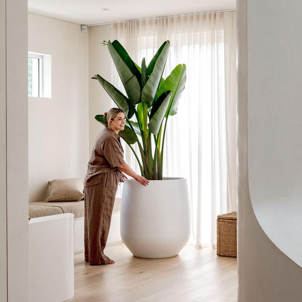 JITT large white planter pot holding tall green leaves indoors